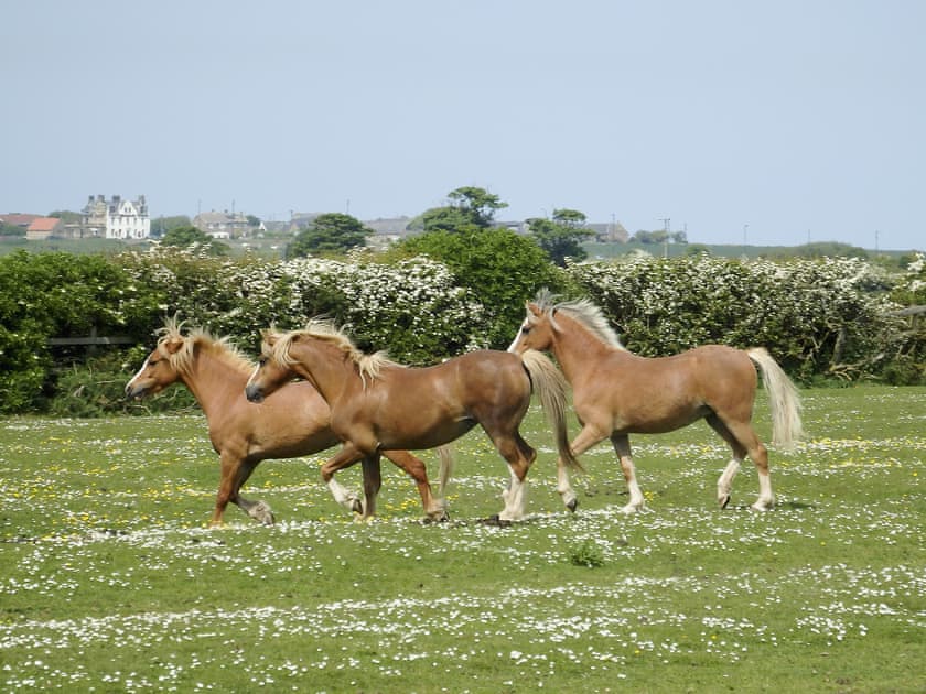 Set on a quiet arable farm with a resident herd of Welsh mountain ponies | Brier Dene End Cottage - Brier Dene Farm Cottages, Old Hartley, near Whitley Bay 