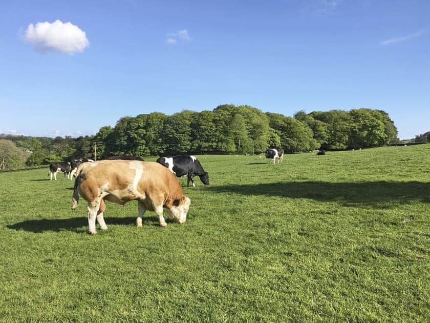 Wonderful surrounding area | Hidden Cottage, Lowick, near Coniston
