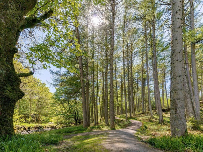 Lovely walks through the Argyll forest | Fern Cottage, Ardentinny near Dunoon
