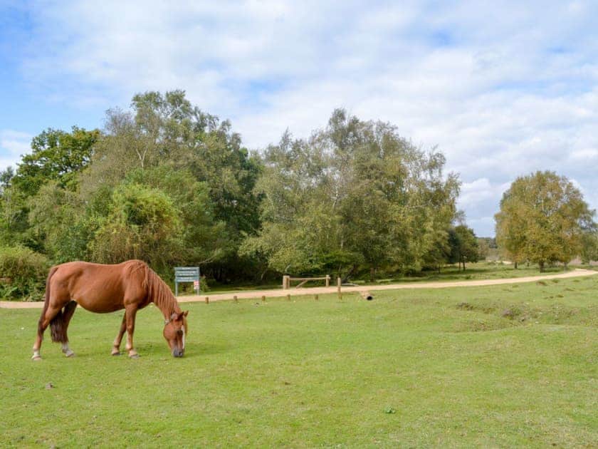 Ponies roaming in the beautiful surrounding area of the New Forest | Brookside Cottage, Burley, near Ringwood