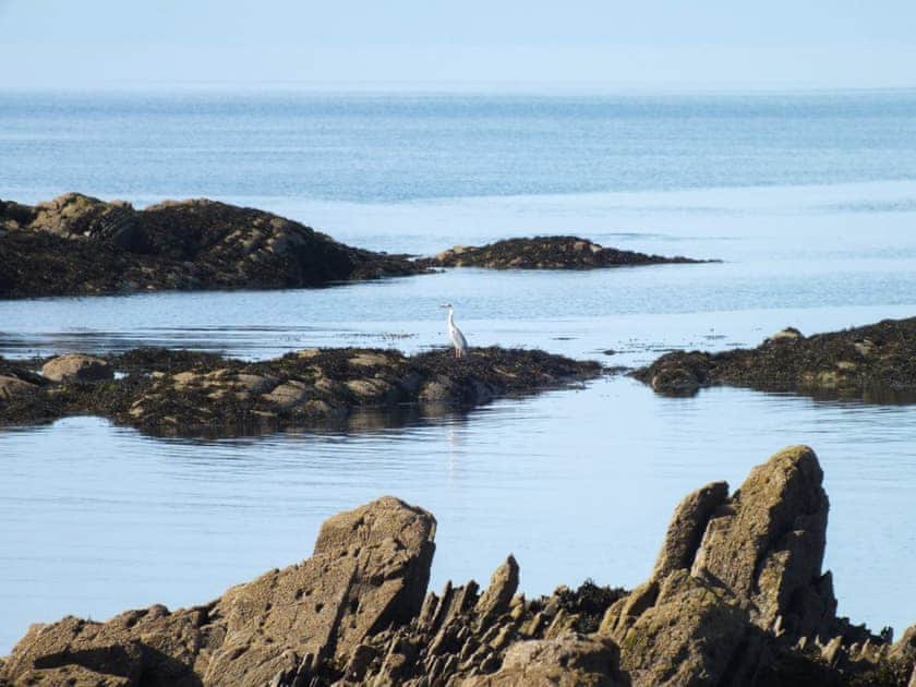The rugged coastline is a haven for wildlife | Gullieside Cottage, Kirkandrews, near Kirkcudbright