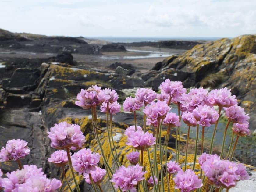 Delightful  coastal displays of seaside plants | Gullieside Cottage, Kirkandrews, near Kirkcudbright