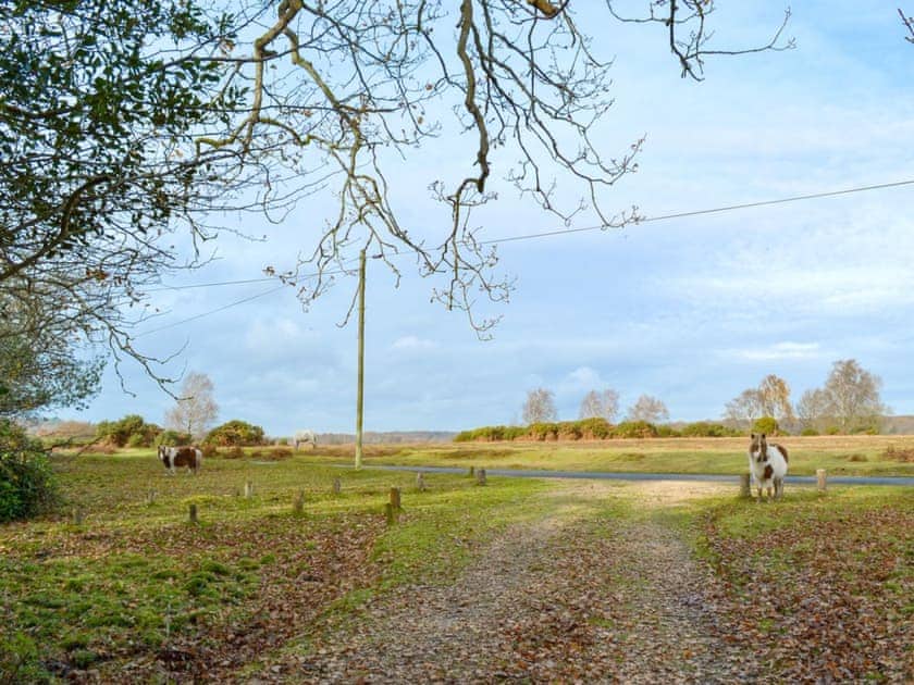 Surrounding area | Brookside Cottage, Burley, near Ringwood