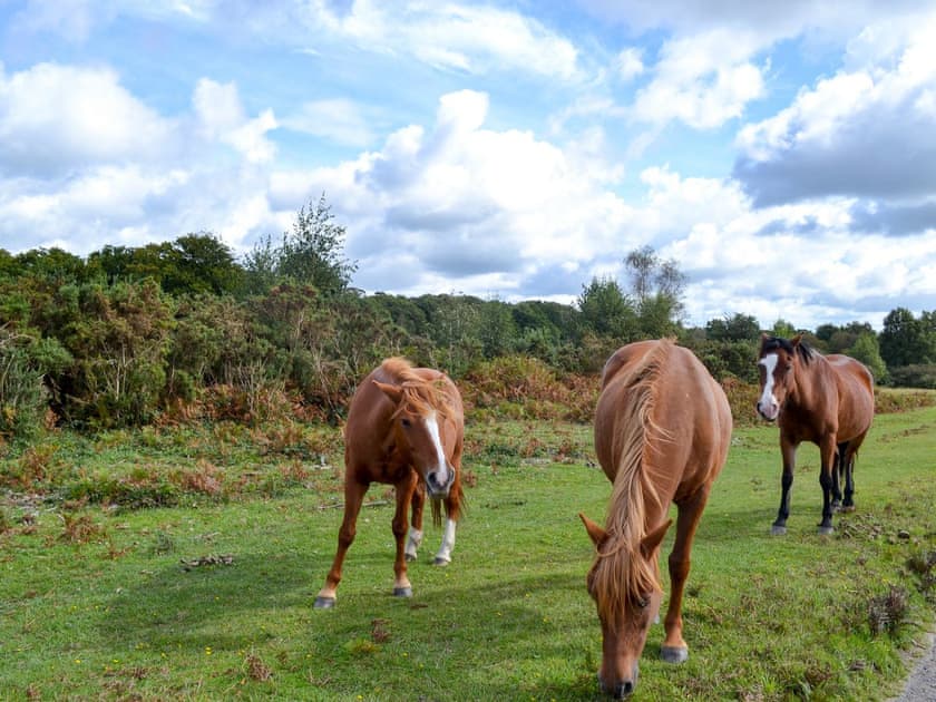 Surrounding area | The Bothy, Lymington