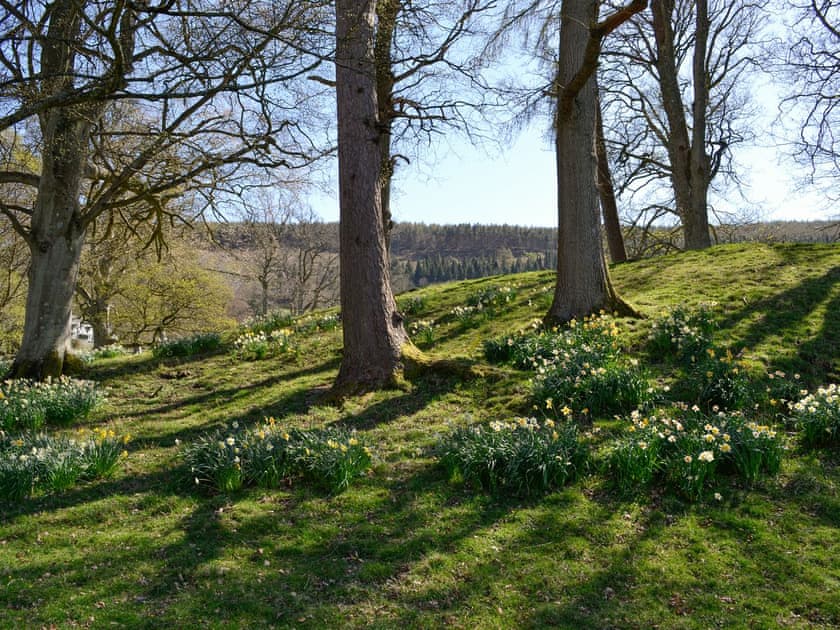 Shady woodland area | Crogen Wing, Bala