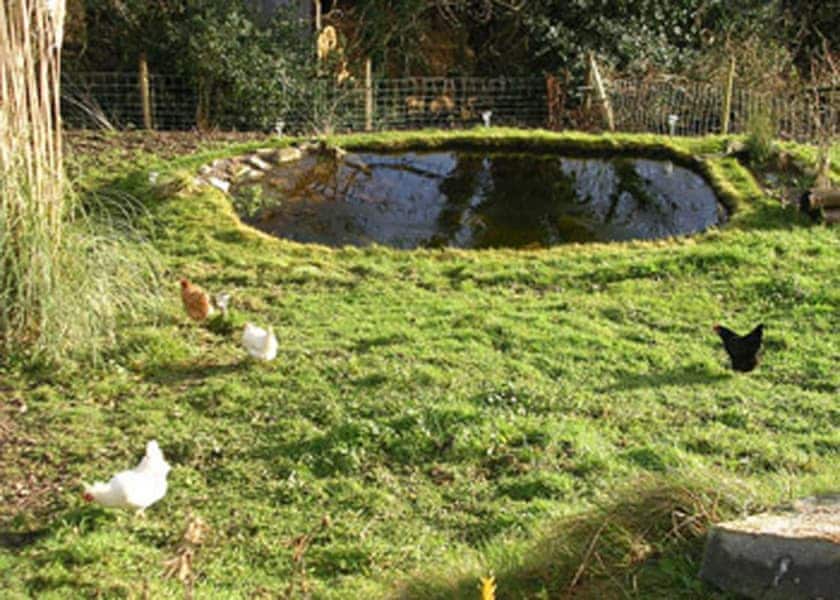 Pond | The Pigsty Cottage, Oswestry