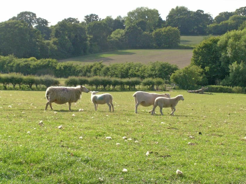 Old Dairy Barn (ref POON) in Playden, near Rye, Sussex English