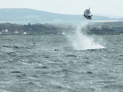 Dolphin | Seashell Cottage, Fishertown, Nairn