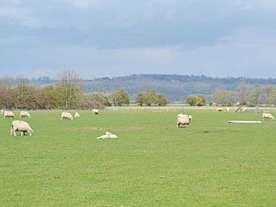 Sheep on Romney marsh | Eaton Barn - Eaton Barn, Burmarsh, Romney Marsh