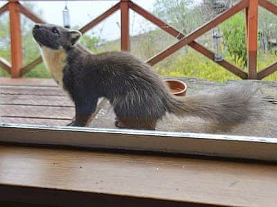 Local Wildlife - Pine Marten | Camus Na Harry, Nr. Gairloch