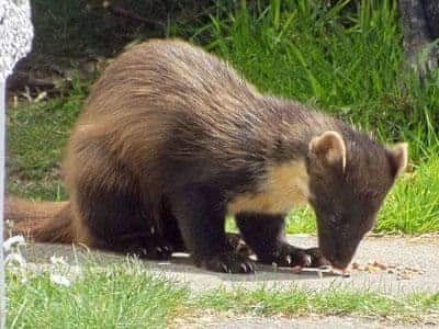 Pine marten, one of several that regularly come to the house for food | The Holt, Glenelg, nr. Kyle of Lochalsh