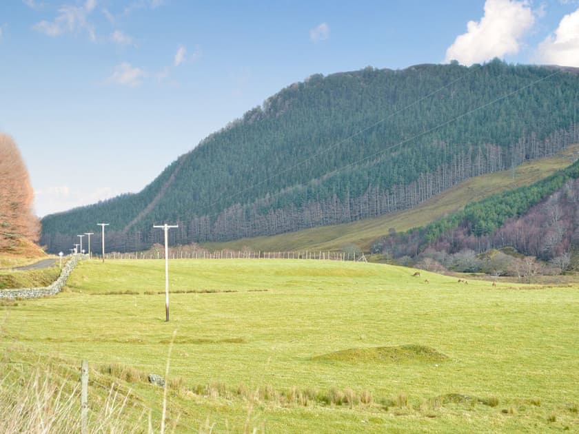 Deer in Strathconan Glen | Glacour Studio - Strathconon Cottages, Strathconon, Muir of Ord