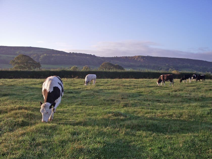 View | Barrowmead Cottage, Winscombe