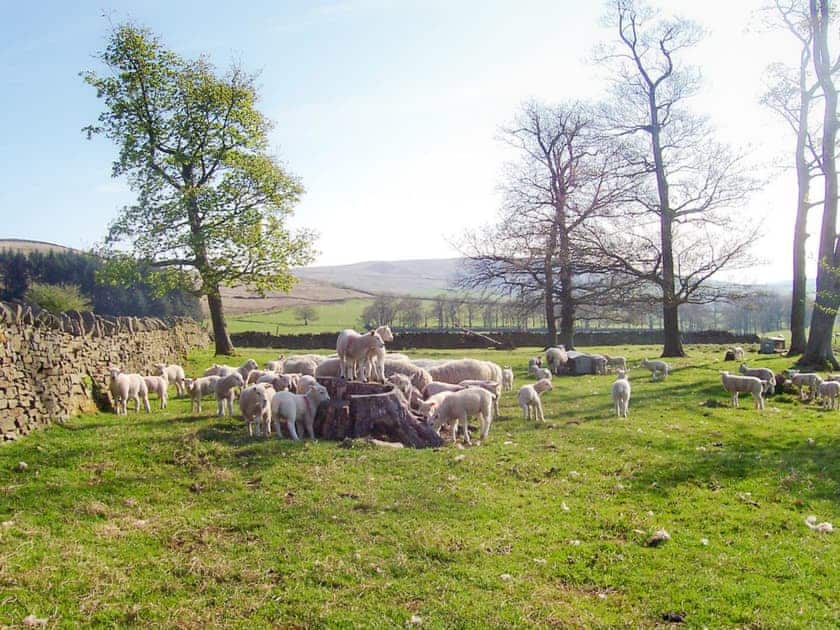 Garden and grounds | Bramley Farm Cottages - Bramble Cottage, Whalley