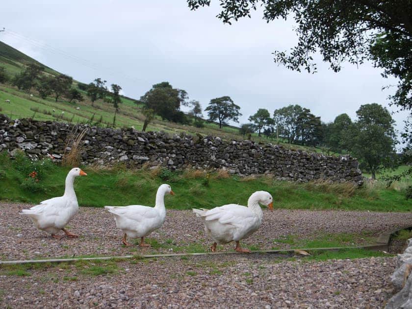 Sandbed Cottage, Fell End Near Sedbergh