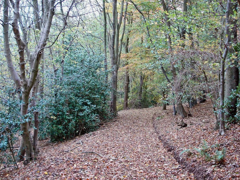 Woodland walk | Newbiggin Hall Cottages - Cedar Cottage, Aislaby near Grosmont and Whitby