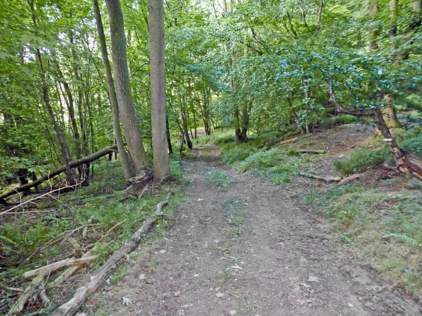 Woodland walk | Newbiggin Hall Cottages - Cedar Cottage, Aislaby near Grosmont and Whitby