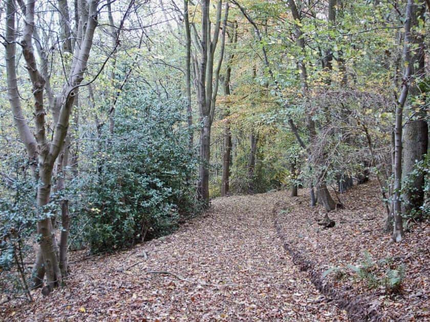Woodland walk | Newbiggin Hall Cottages - Acorn Cottage, Aislaby near Grosmont and Whitby
