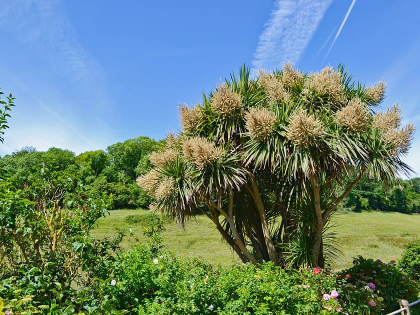 View | Grapevine, Branscombe