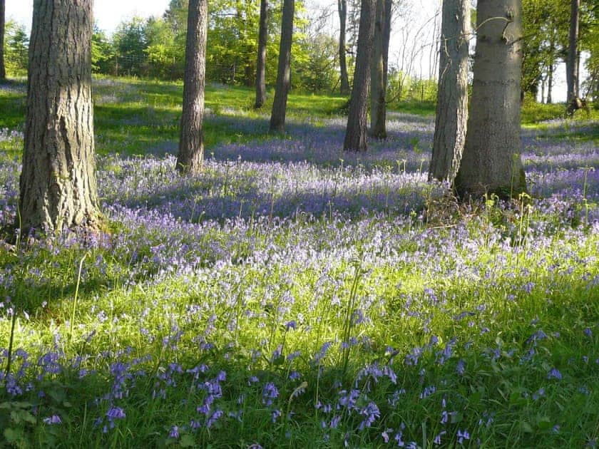 Bluebells in Chedworth Woods | Ivy Cottage, Chedworth, nr. Cheltenham