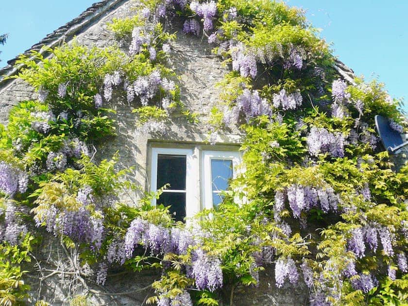 Wisteria at Ivy Cottage | Ivy Cottage, Chedworth, nr. Cheltenham