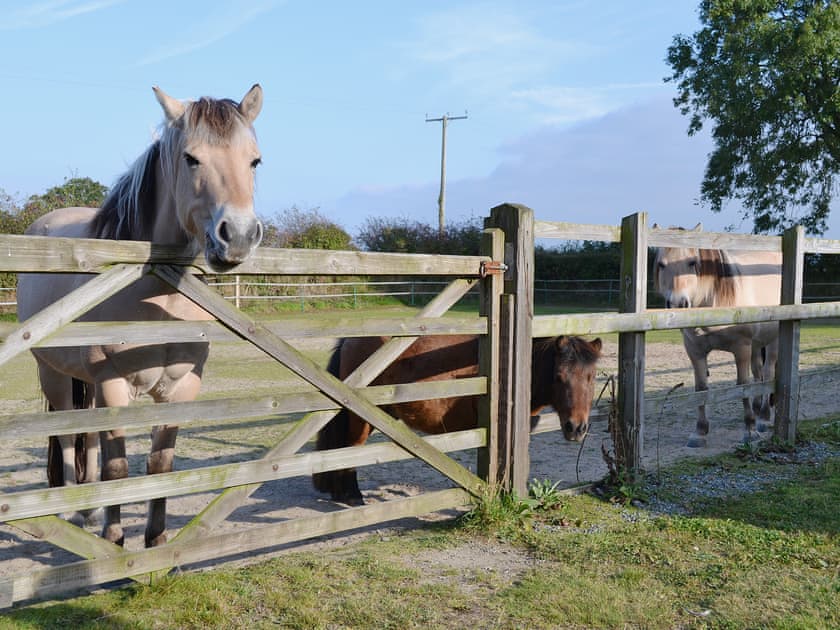 Horses | Ty Clyd, Clarbeston Road