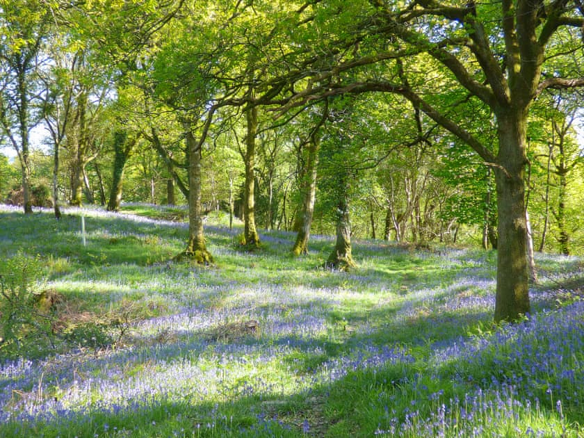 Private woodland carpeted in Spring with bluebells  | Little Boreland, Gatehouse of Fleet