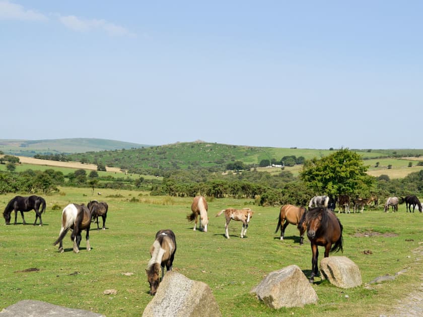Bodmin Ponies | Trecarne Cottage, St Cleer, nr. Liskeard