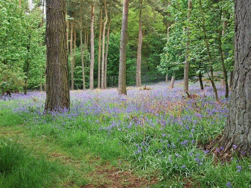 Flakebridge Wood, Brampton | High Moor Cottage, Brampton, nr Appleby