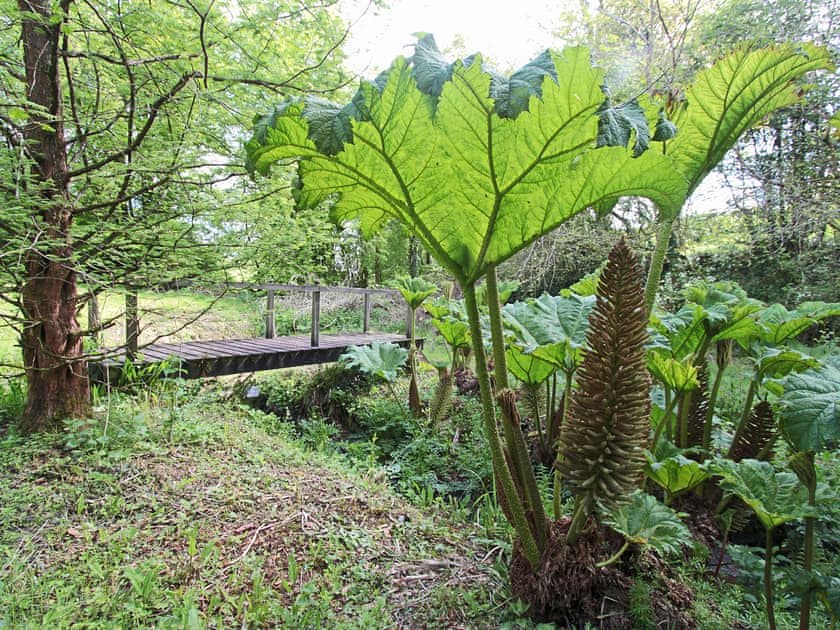 Garden and grounds | Passion Flower Cottage, Dippertown, nr. Tavistock
