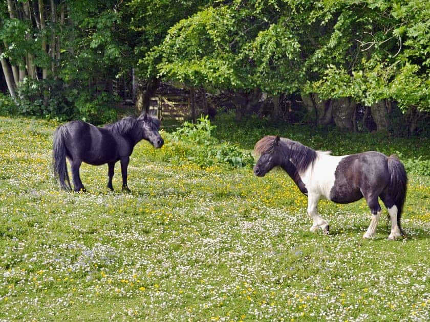 Surrounding area | Kinnettas Cottage, Strathpeffer