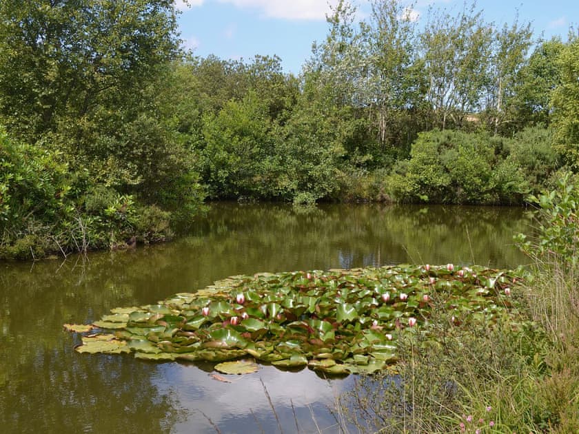 Garden and grounds | Little Owl Lodge, St Columb, nr. Padstow