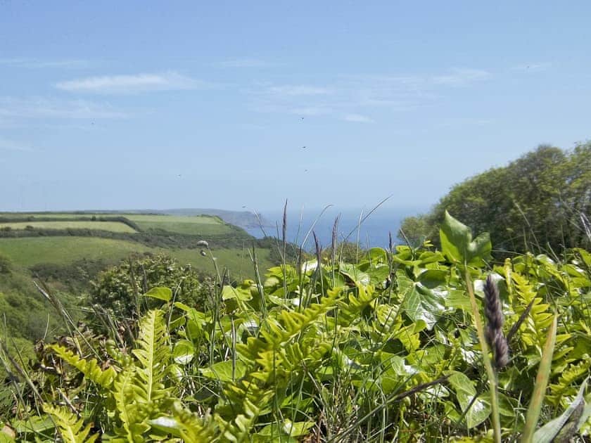 View | The Shippen, East Prawle