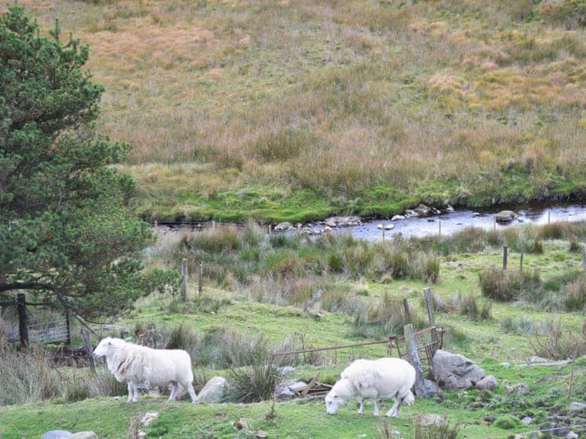 Surrounding area | Llechwedd Mawr, Talybont, nr. Aberystwyth