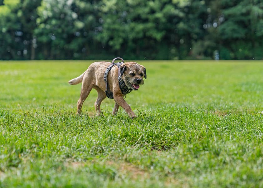 Akebar Park, Leyburn