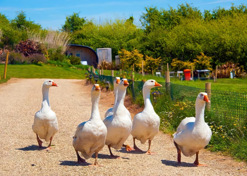 Atlantic Farm Surf Pods, Bude