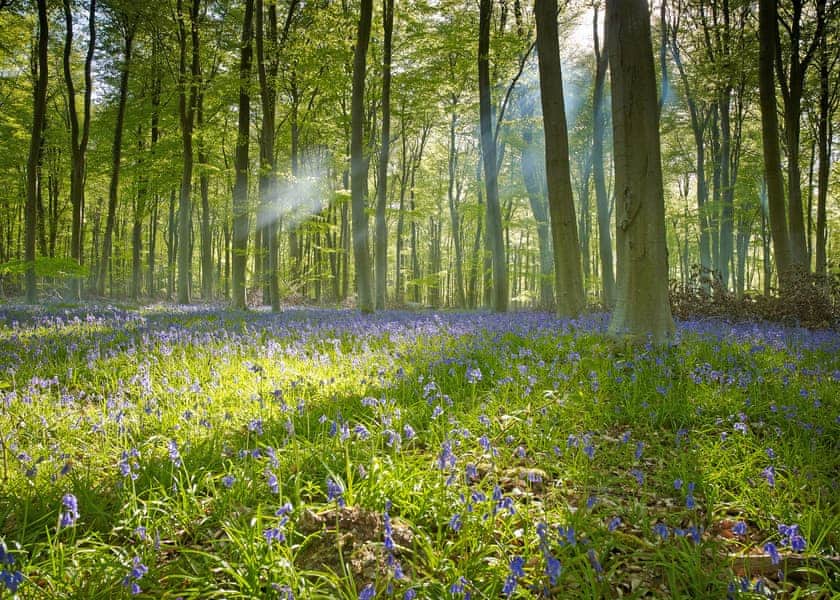Blackwood Forest Lodges, Micheldever, Nr Winchester