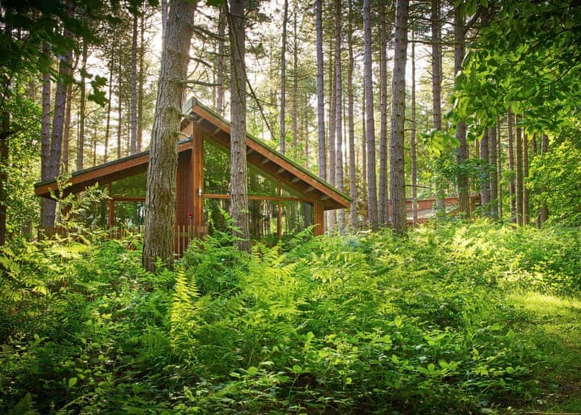Typical | Silver Birch 2 (Pet) - Blackwood Forest Lodges, Micheldever, Nr Winchester