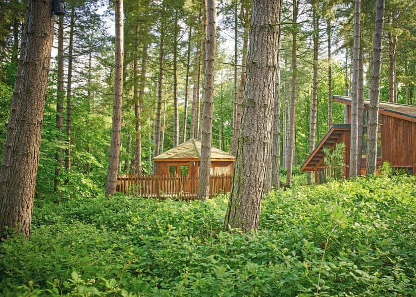 Typical | Golden Oak Treehouse - Blackwood Forest Lodges, Micheldever, Nr Winchester