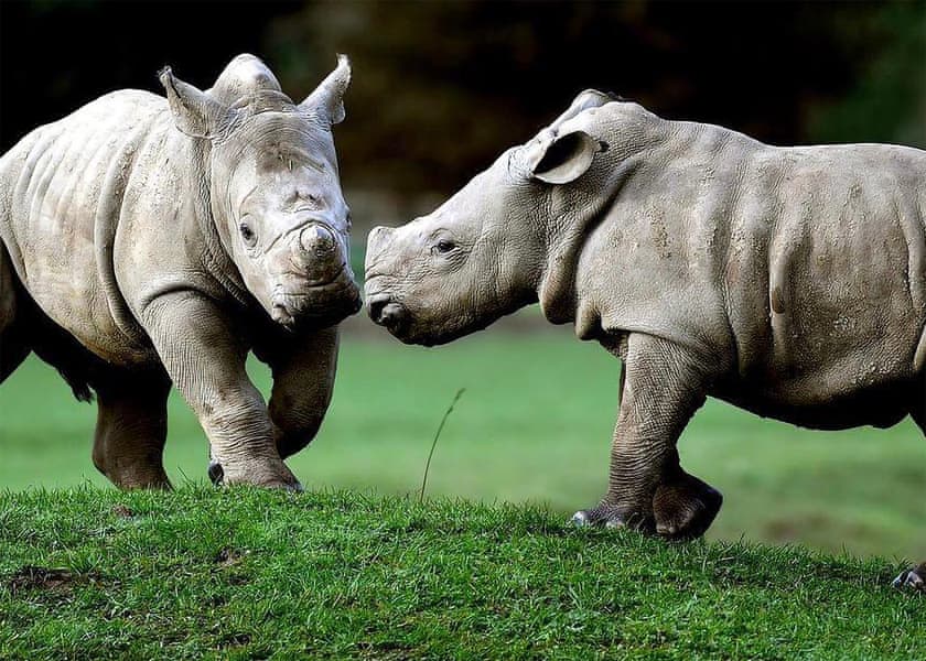 Cotswold Wildlife Park and Gardens 10 miles from Bluewood Lodges | Bluewood Lodges, Cotswolds