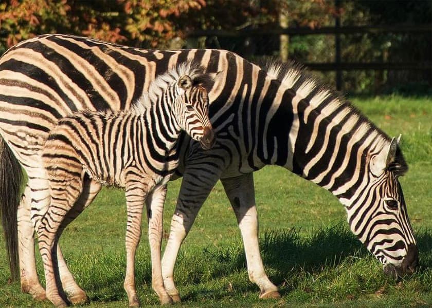 Cotswold Wildlife Park and Gardens 10 miles from Bluewood Lodges | Bluewood Lodges, Cotswolds