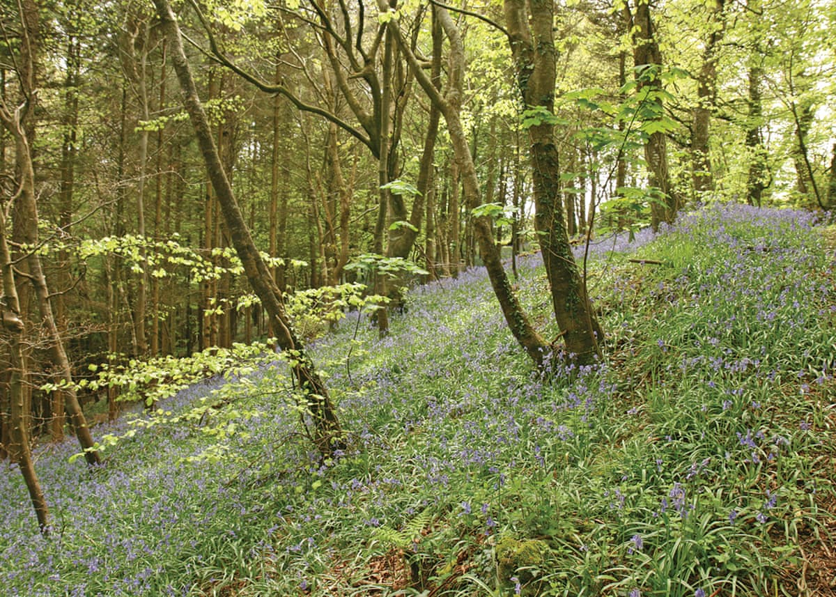 Bulworthy Forest Lodges - Holiday lodge in South West England - Image 5