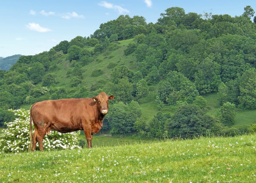 Burcott Country Retreats, Wookey, Wells