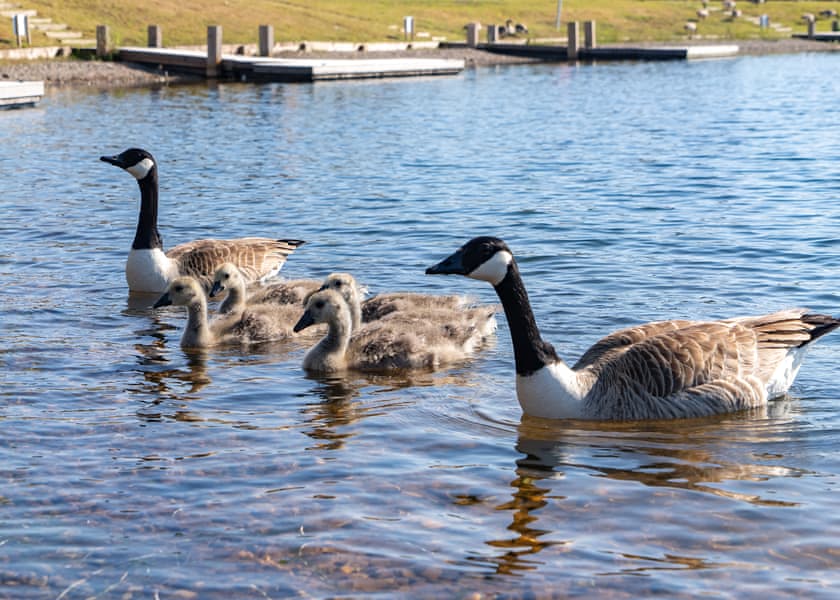 Delamere Lake Sailing and Holiday Park, Delamere Forest