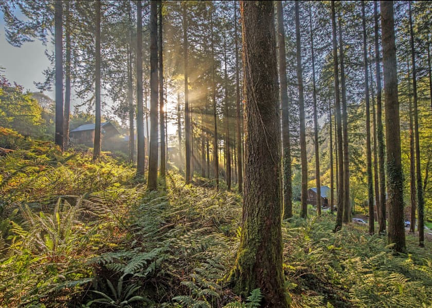 Deerpark Forest, Liskeard