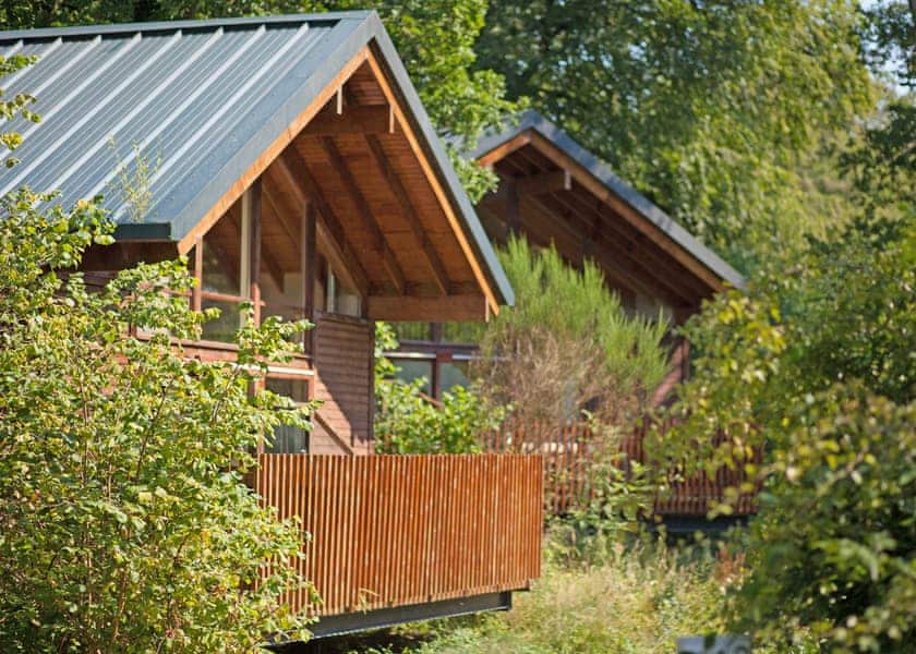 Classic Golden Oak 2 (Pet) - Deerpark Forest, Liskeard