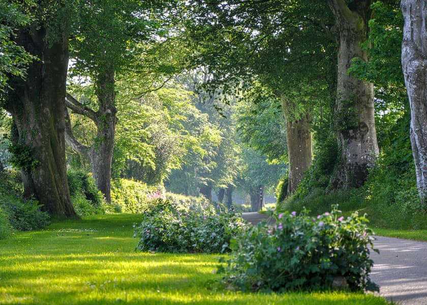 Woodovis Park, Tavistock