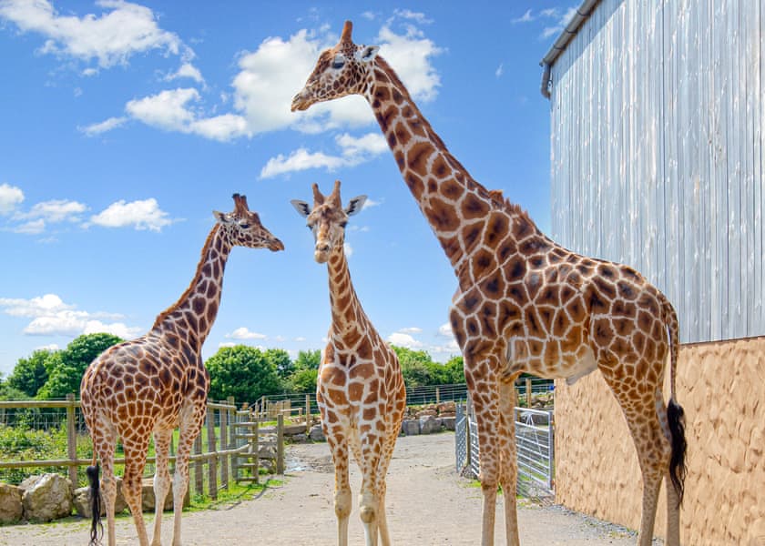 Twiga Tent - Folly Farm Holiday Park, Kilgetty