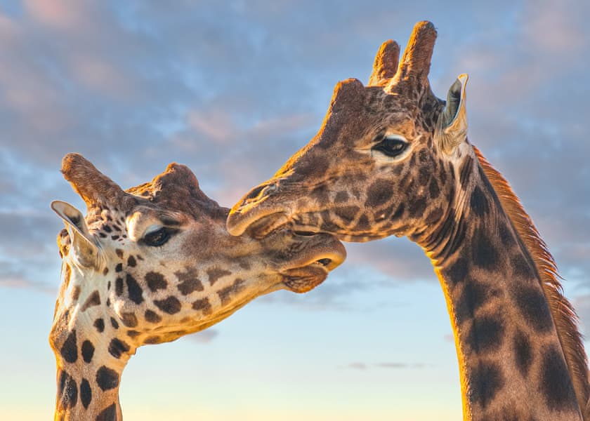 Twiga Tent - Folly Farm Holiday Park, Kilgetty