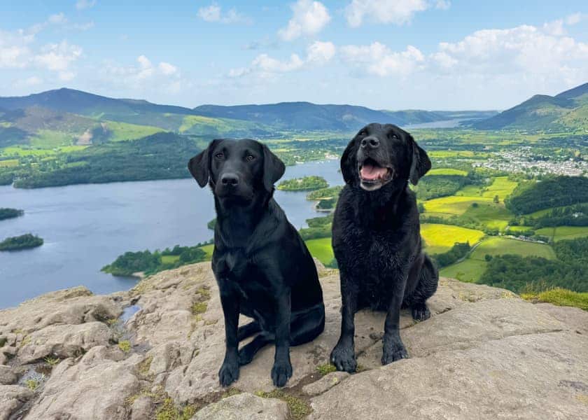 Flusco Wood, Dacre, Nr Ullswater